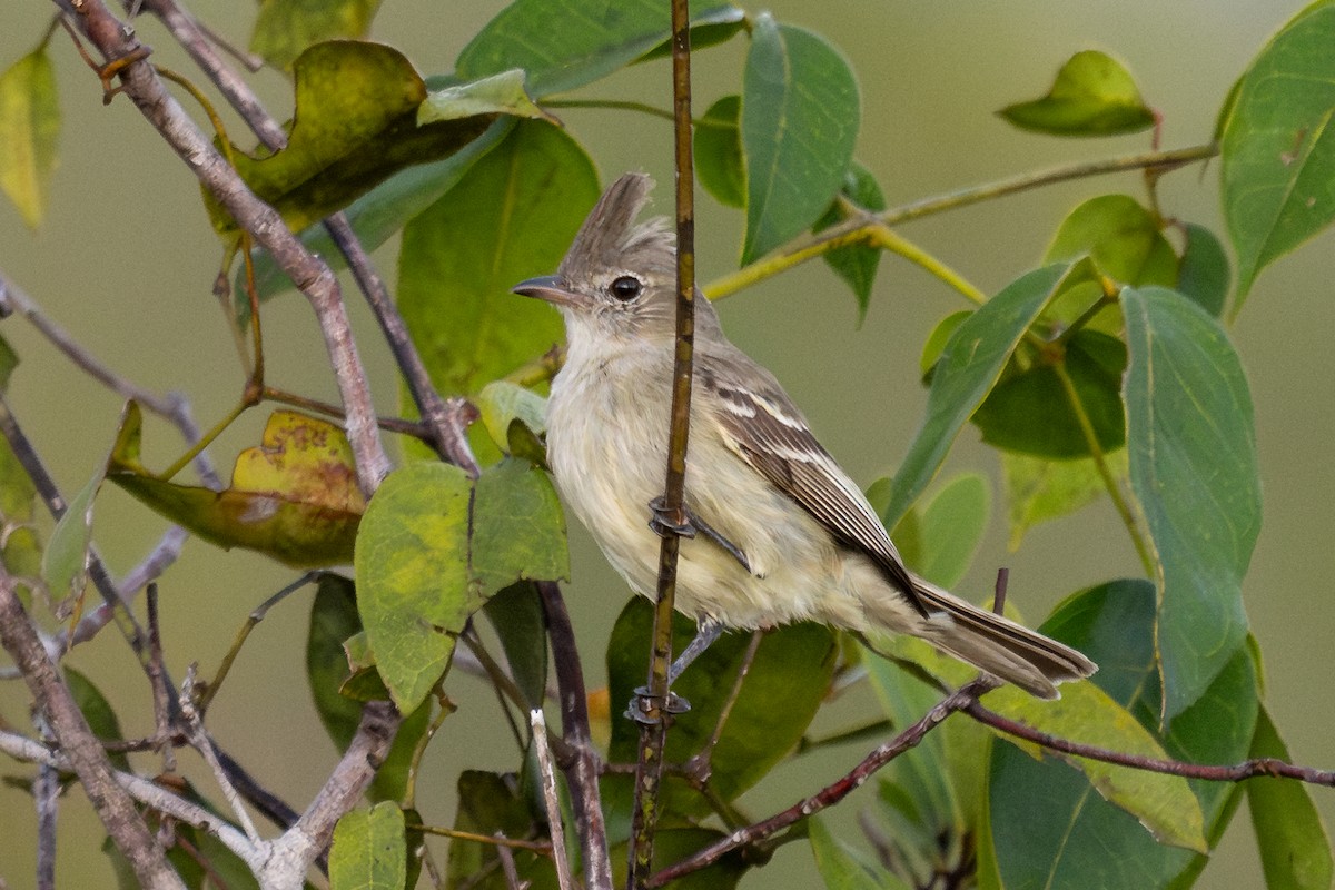 Plain-crested Elaenia - ML643763135