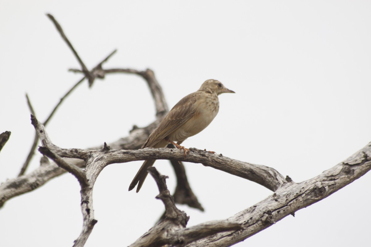 Buffy Pipit - ML643763136