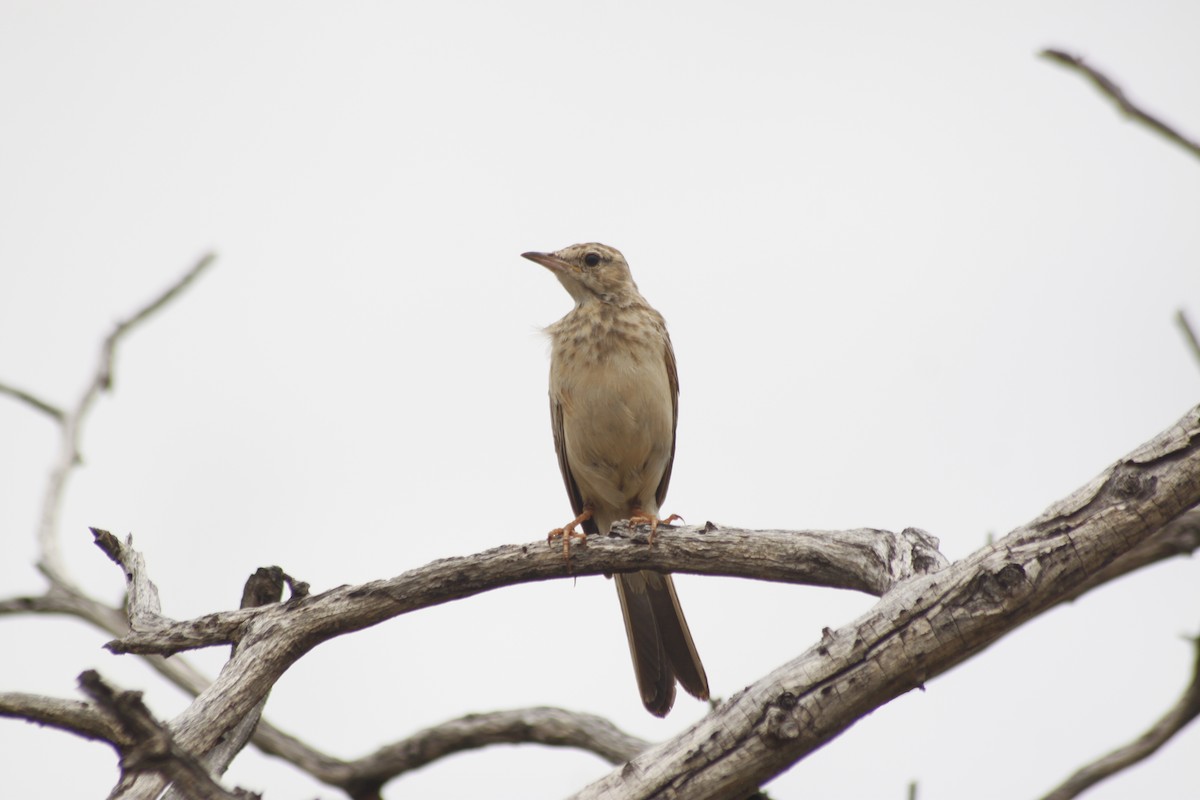 Buffy Pipit - ML643763138