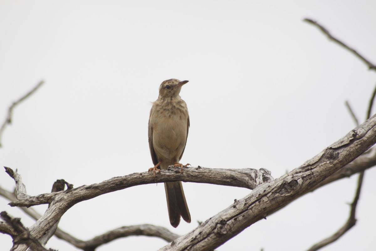 Buffy Pipit - ML643763144