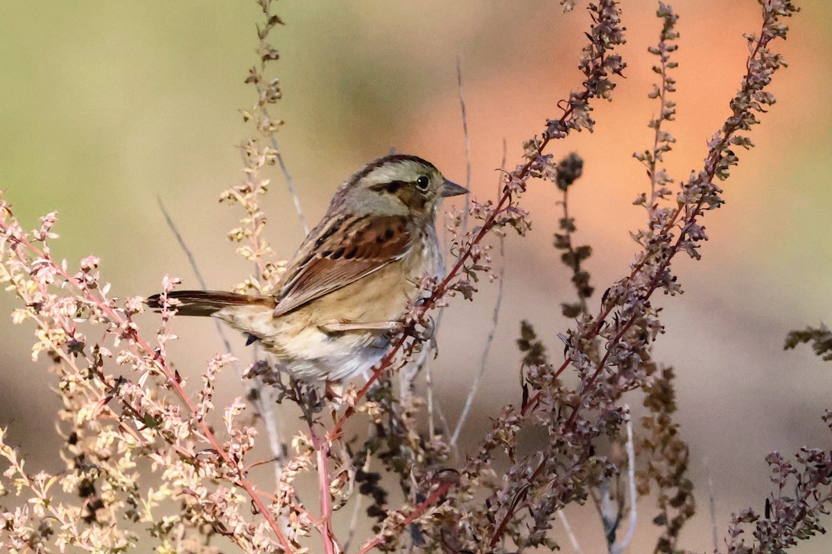 Swamp Sparrow - ML643763147