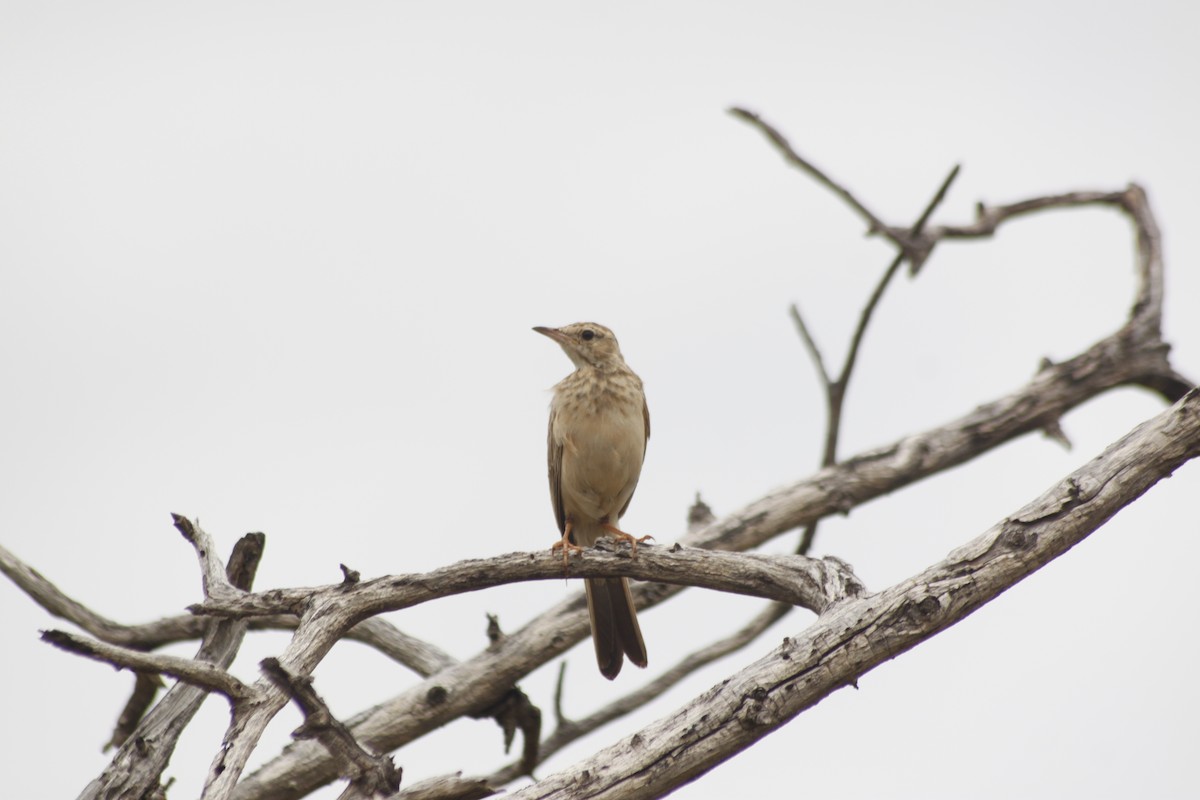 Buffy Pipit - ML643763149