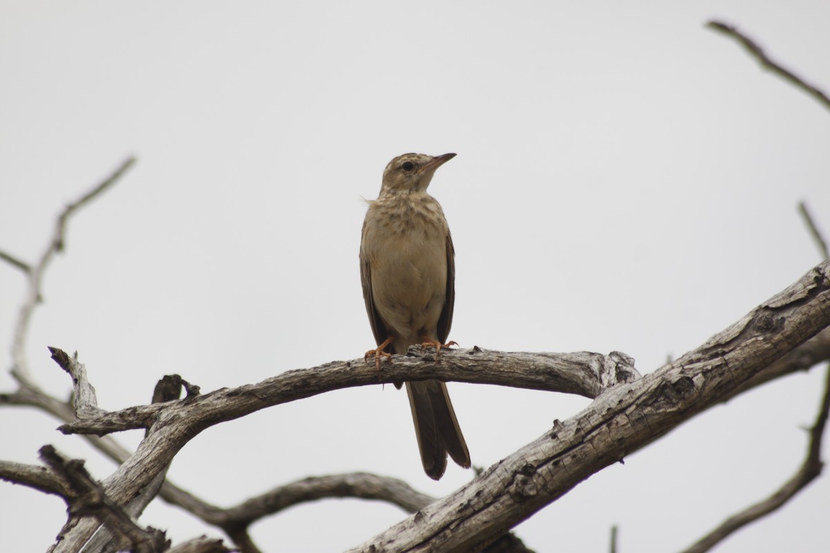 Buffy Pipit - ML643763151