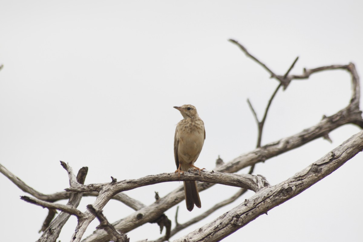 Buffy Pipit - ML643763152