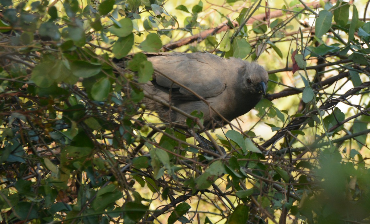 gråturako - ML643763155