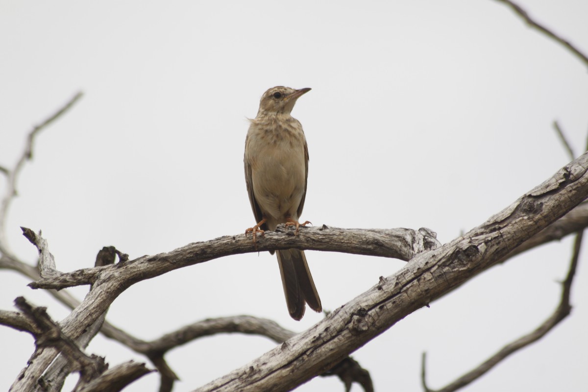 Buffy Pipit - ML643763156