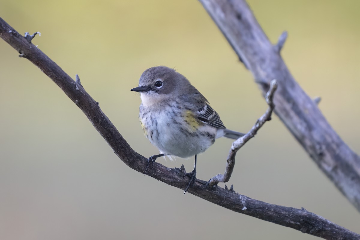 Yellow-rumped Warbler - ML643763162