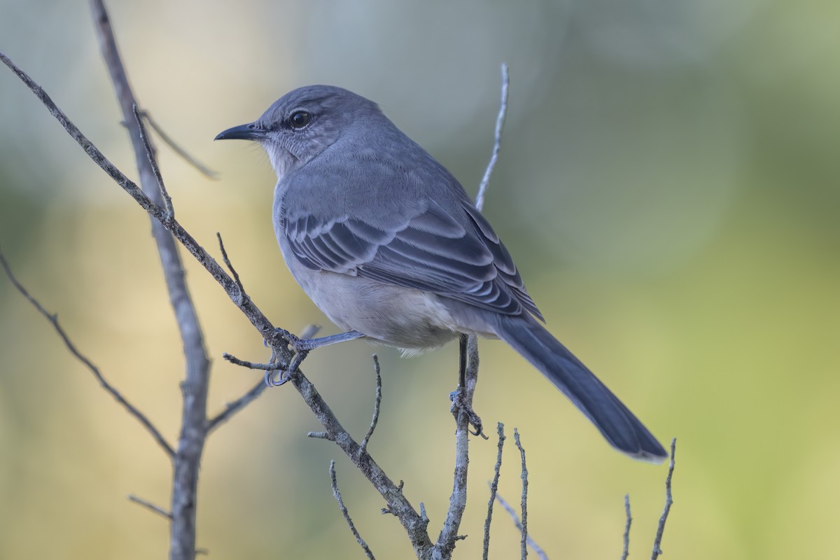 Northern Mockingbird - ML643763180
