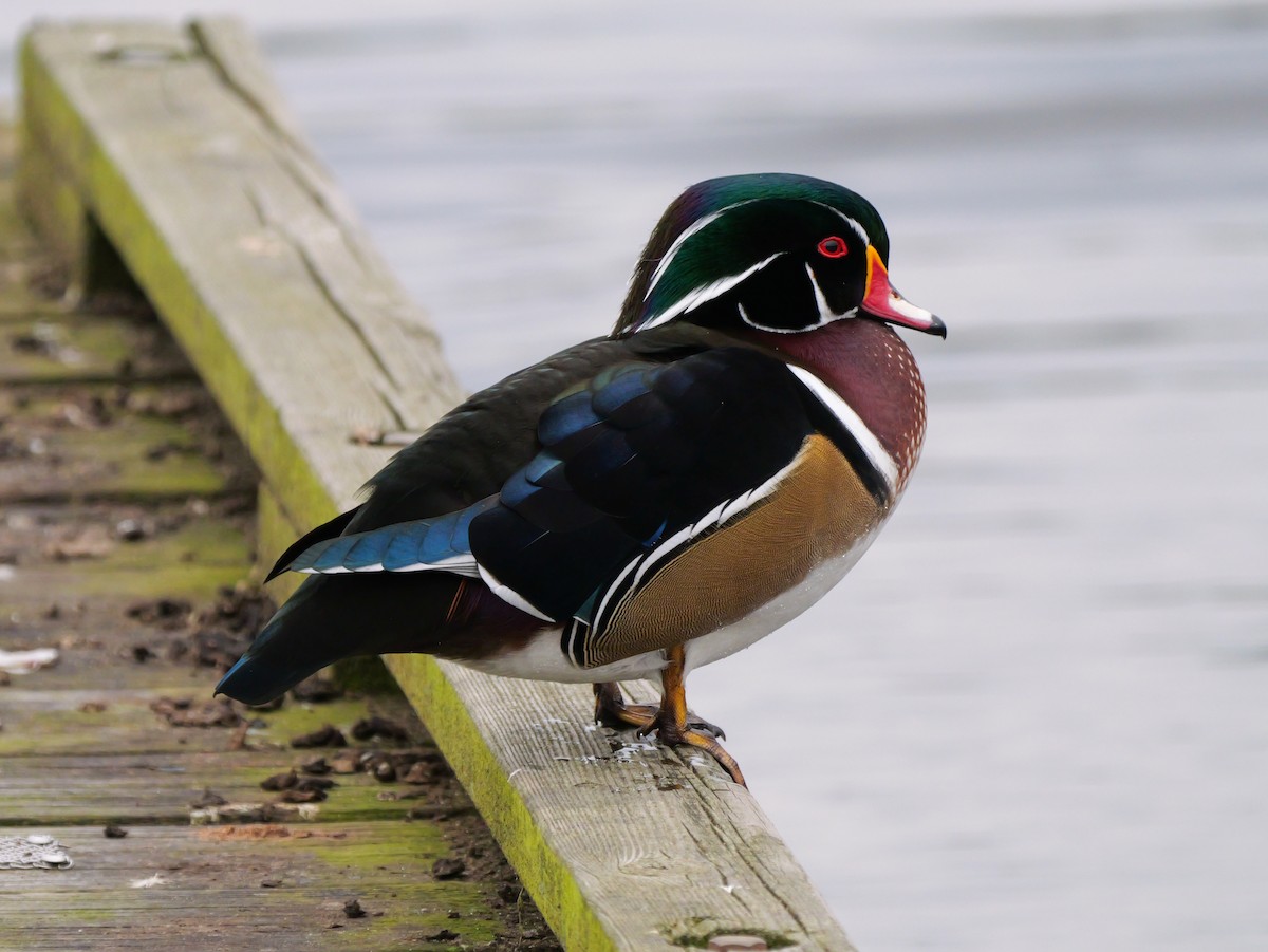 Wood Duck - ML643763186