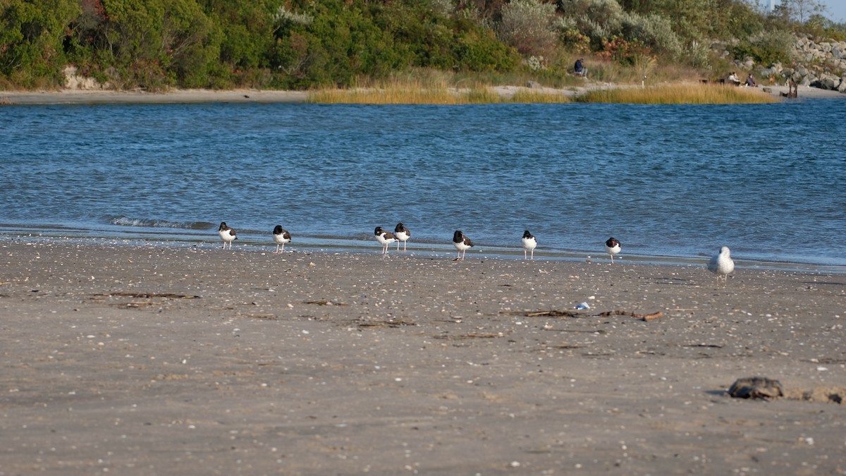 American Oystercatcher - ML643763206