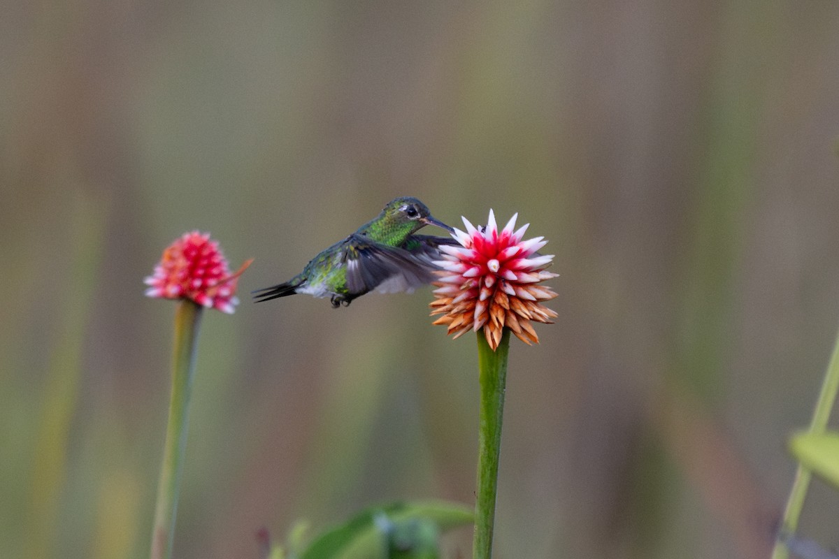 Green-tailed Goldenthroat - ML643763209