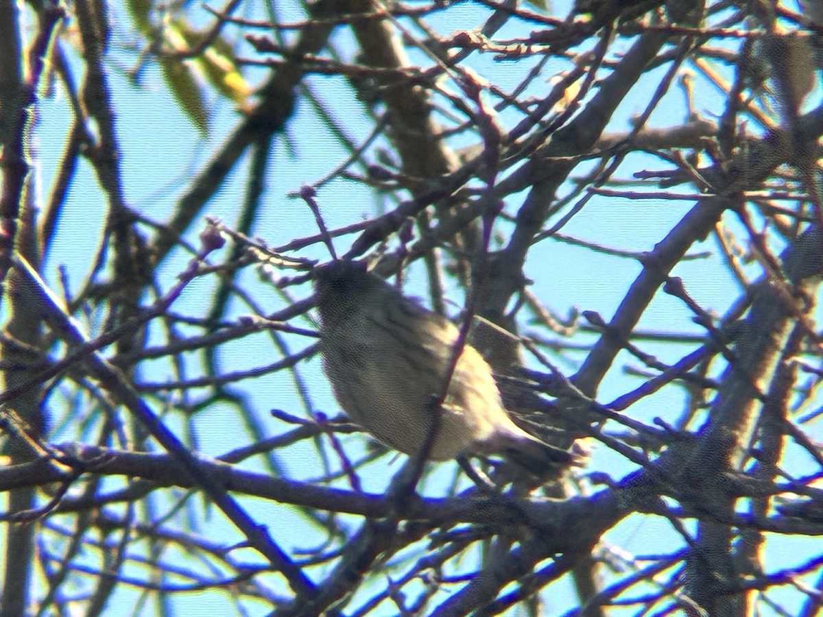 Dark-eyed Junco - ML643763234