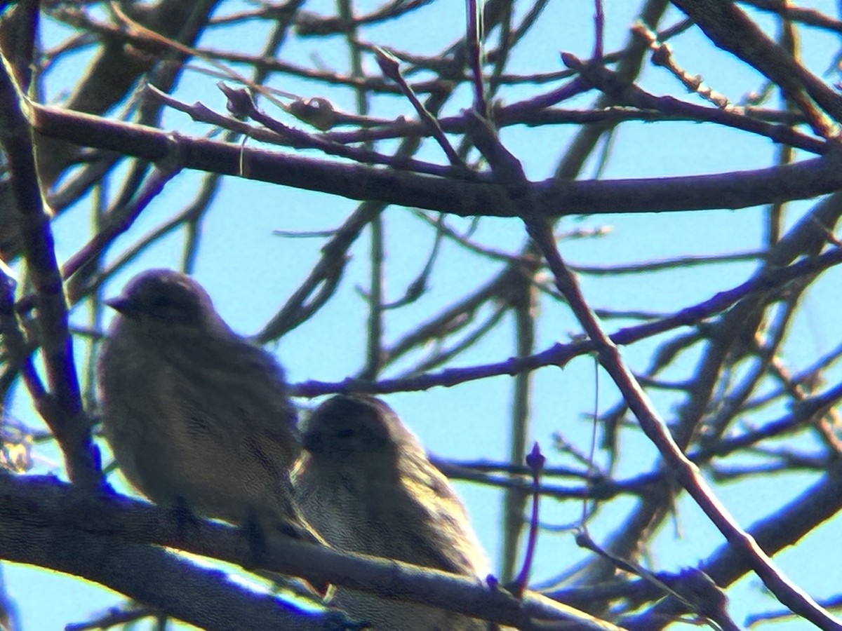 Dark-eyed Junco - ML643763235