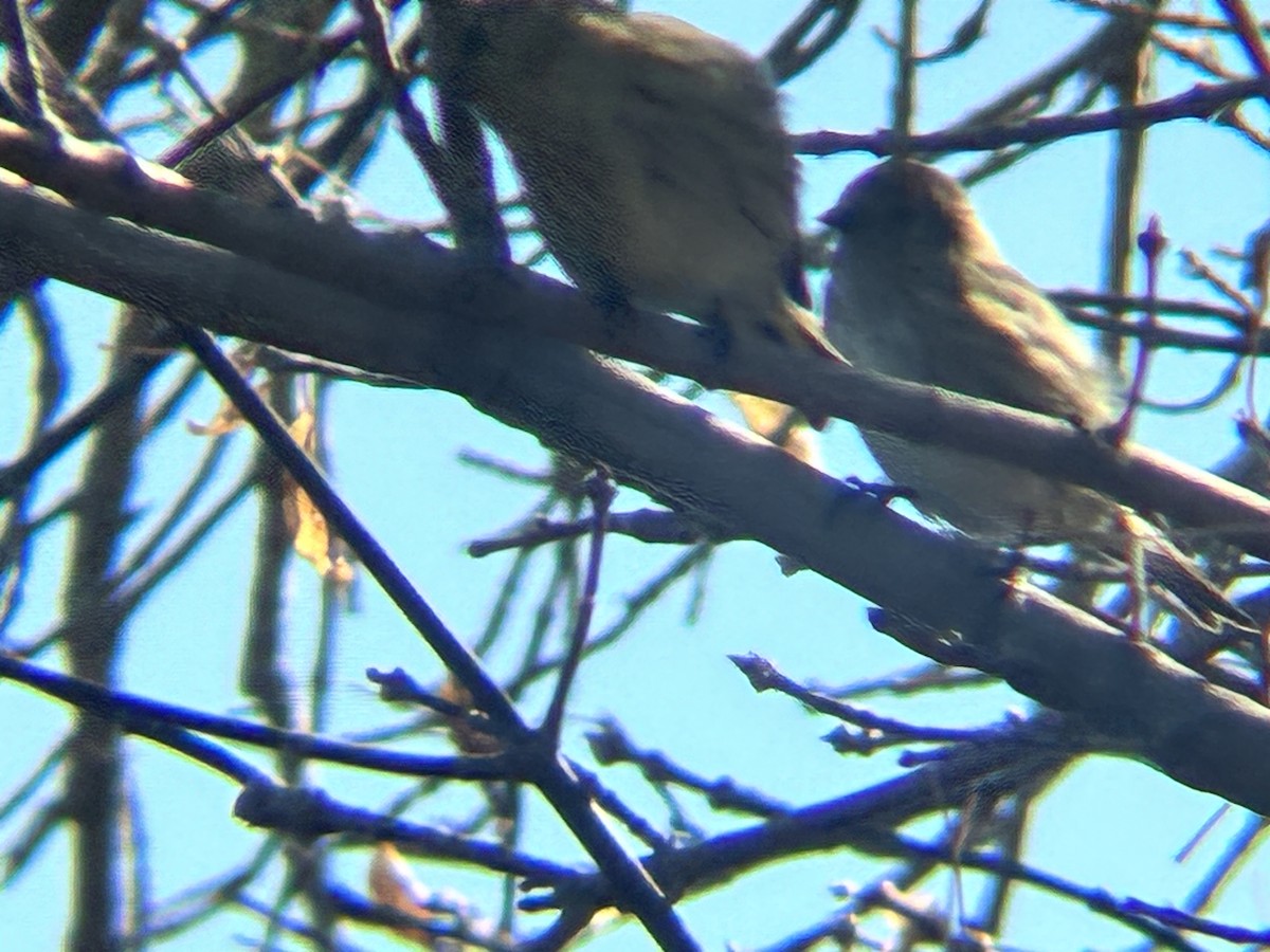 Dark-eyed Junco - ML643763236
