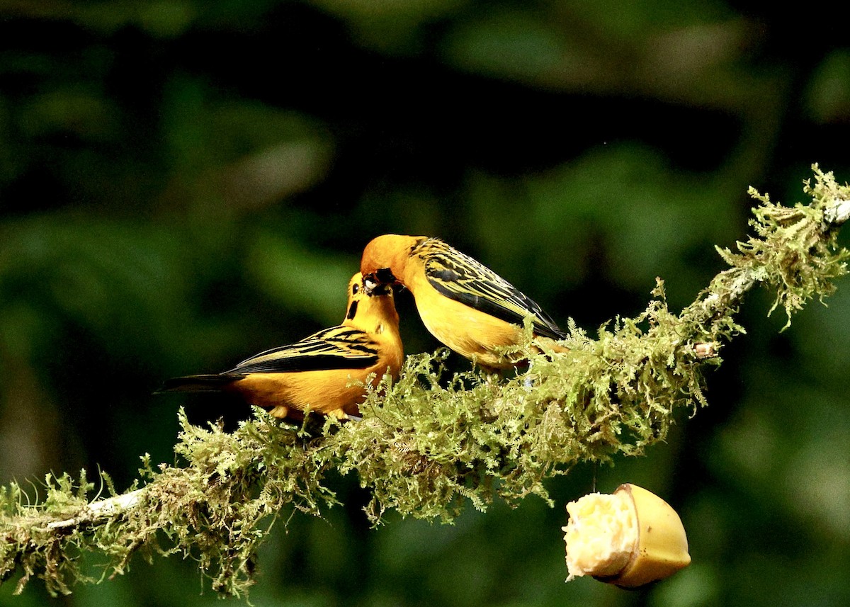 Golden Tanager - ML643763249