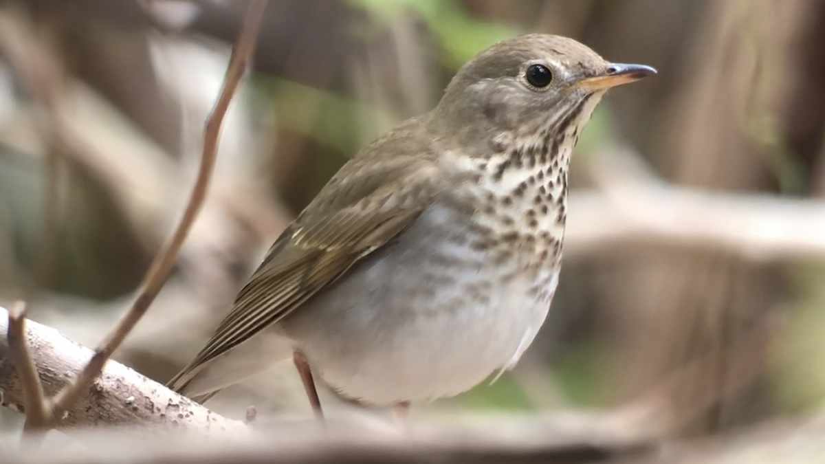 Bicknell's Thrush - ML643763270