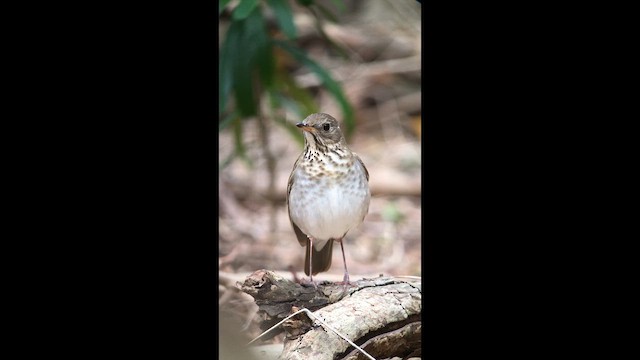 Bicknell's Thrush - ML643763272