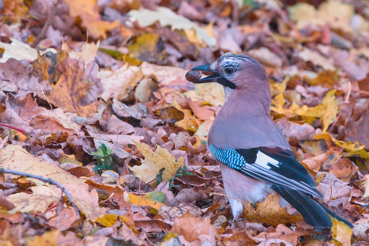 Eurasian Jay - ML643763288