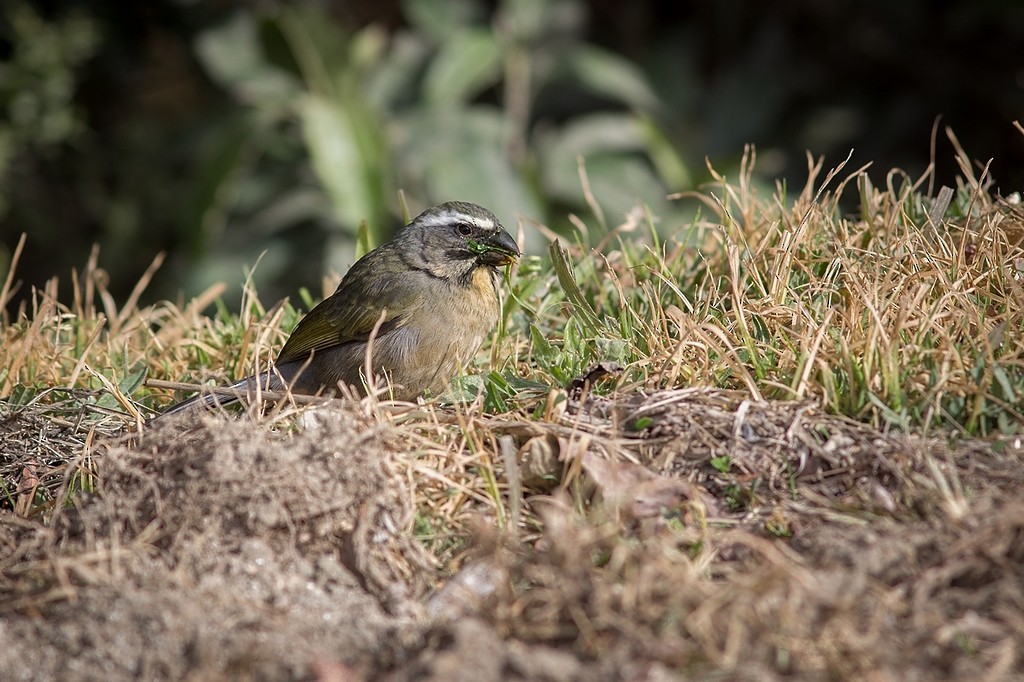 ハシブトイカル - ML643763290