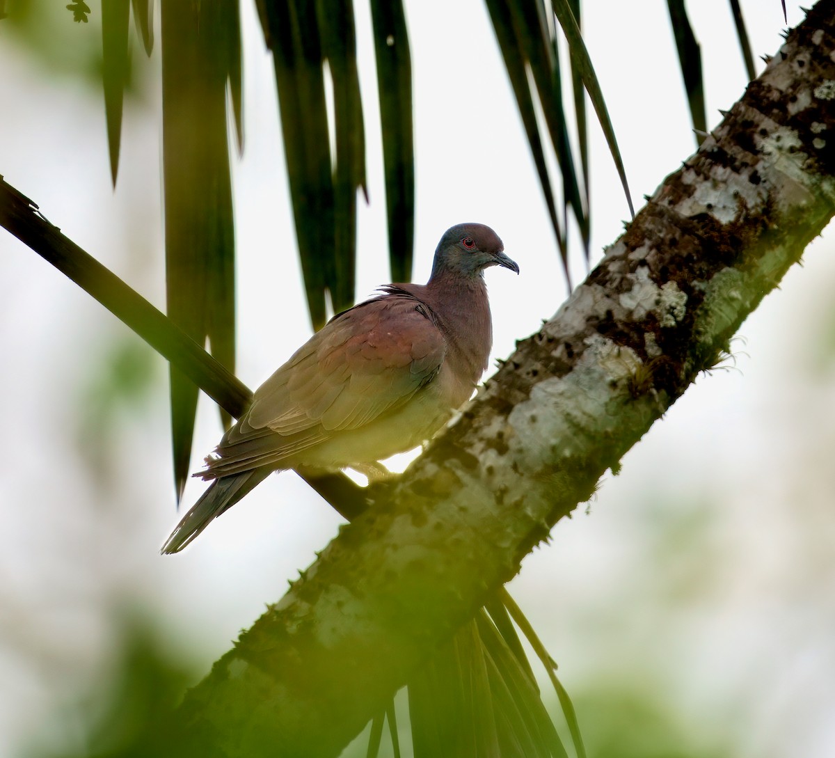 Pale-vented Pigeon - ML643763303