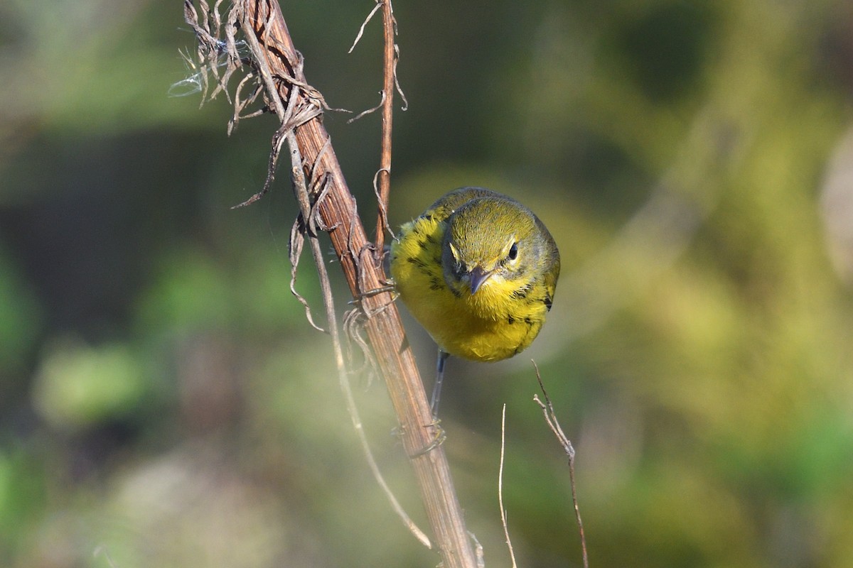Prairie Warbler - ML643763306