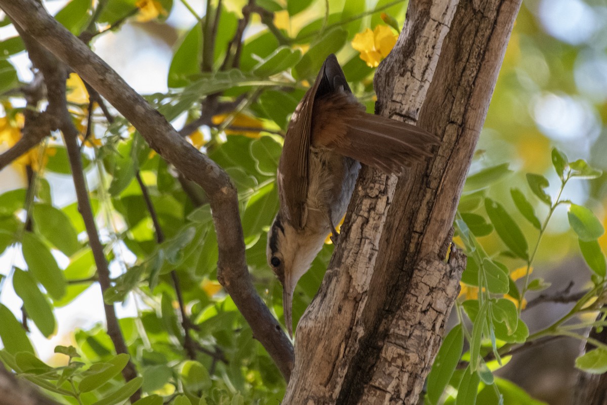 Narrow-billed Woodcreeper - ML643763310