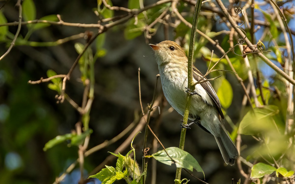 Bran-colored Flycatcher - ML643763316