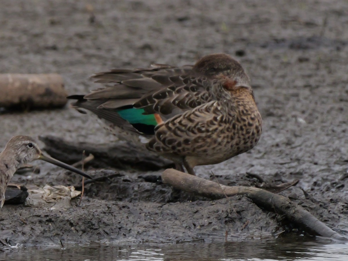 Green-winged Teal - ML643763321