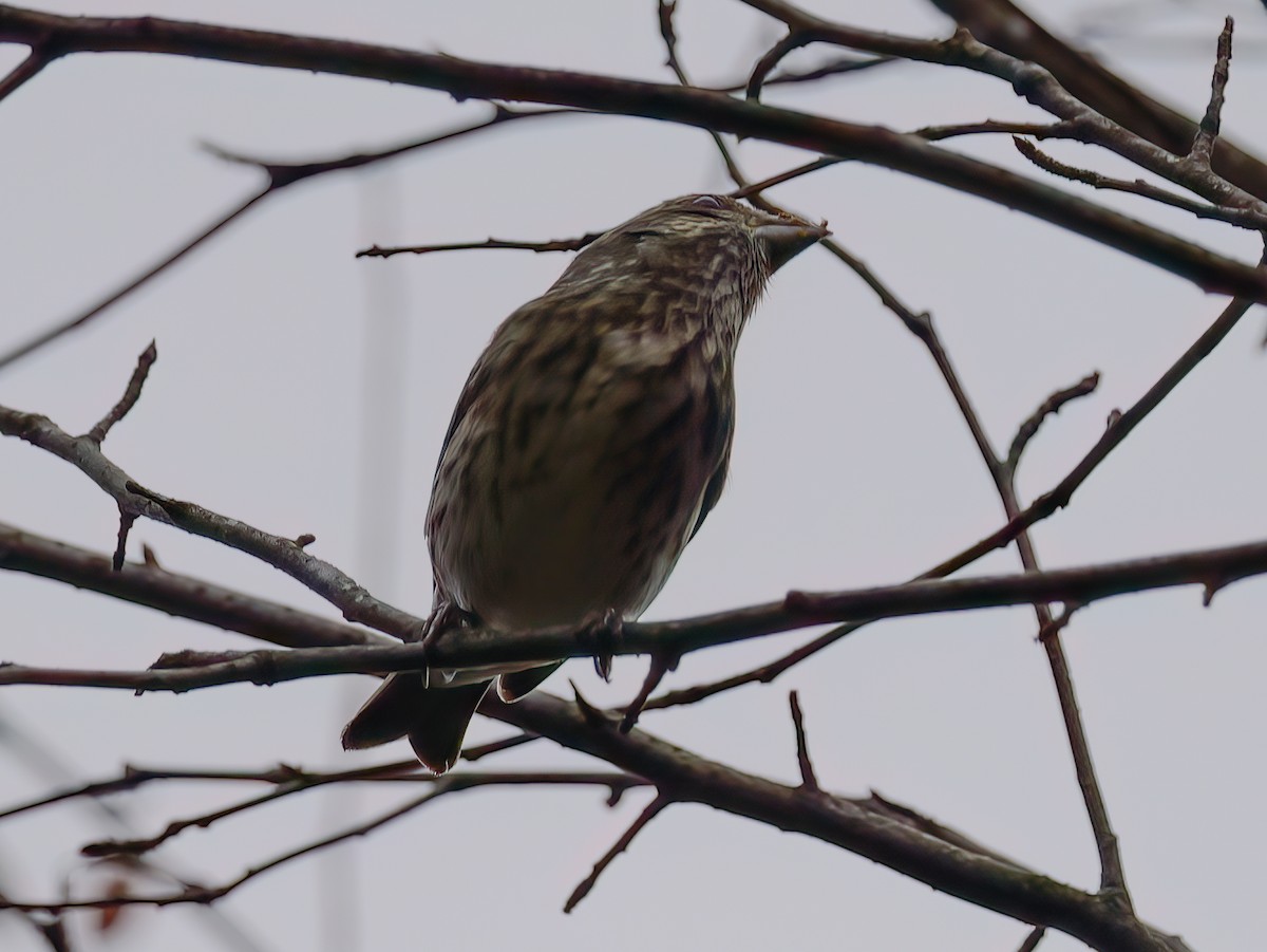 Purple Finch - ML643763326