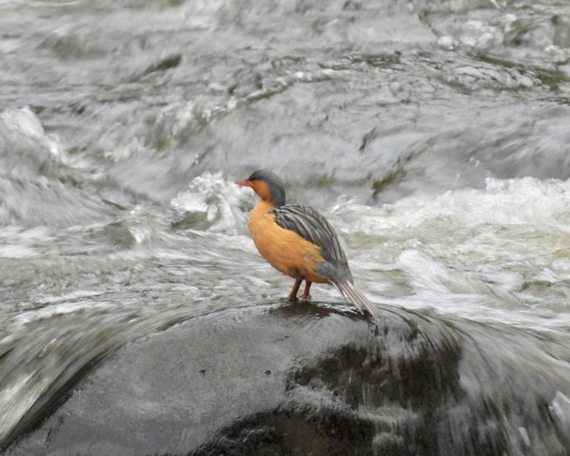 Torrent Duck - ML643763329