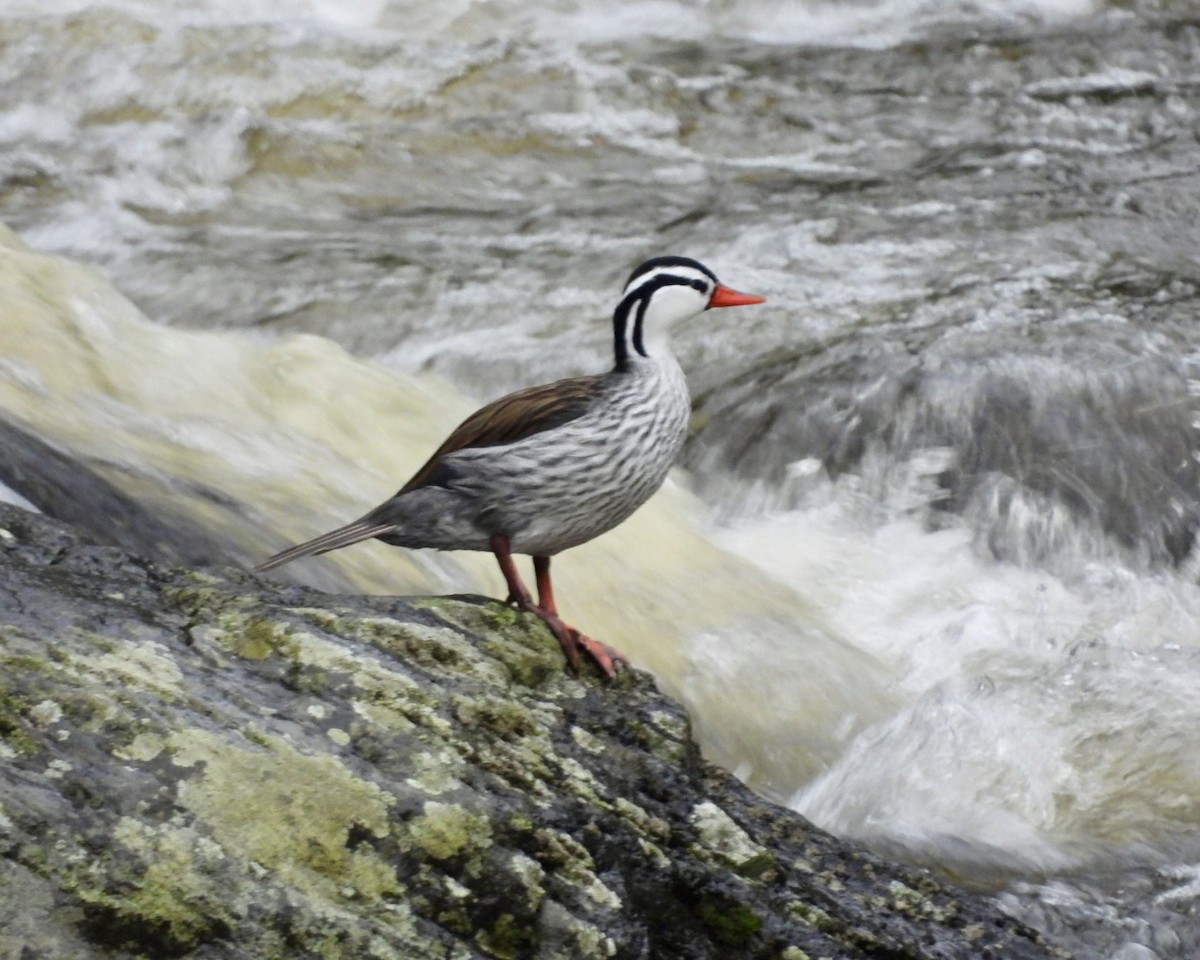 Torrent Duck - ML643763330