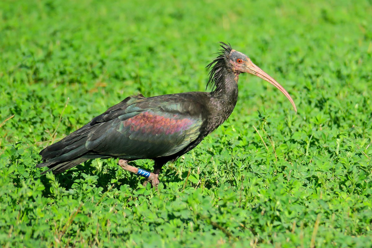 Northern Bald Ibis - ML643763337