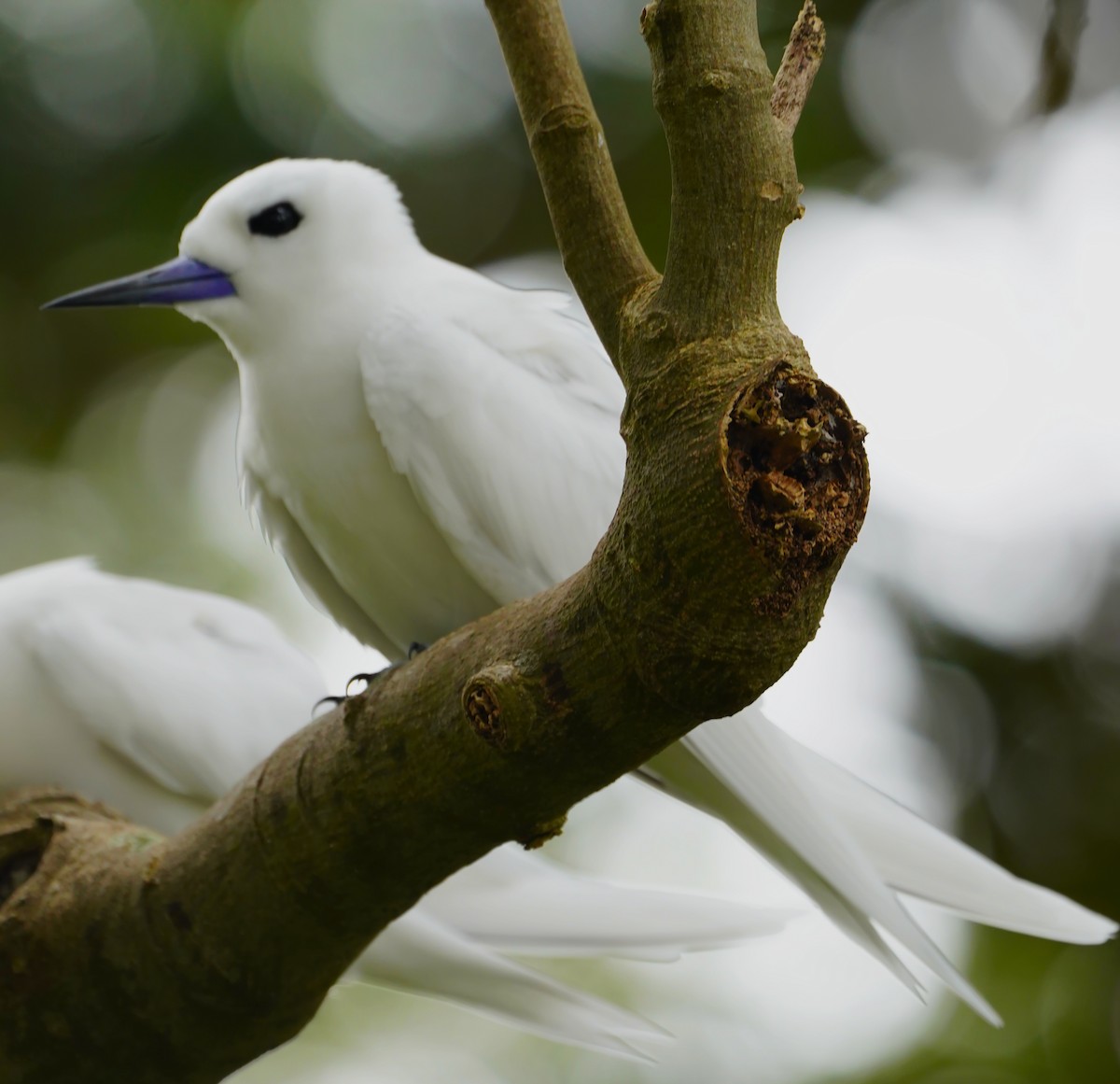 White Tern - ML643763340