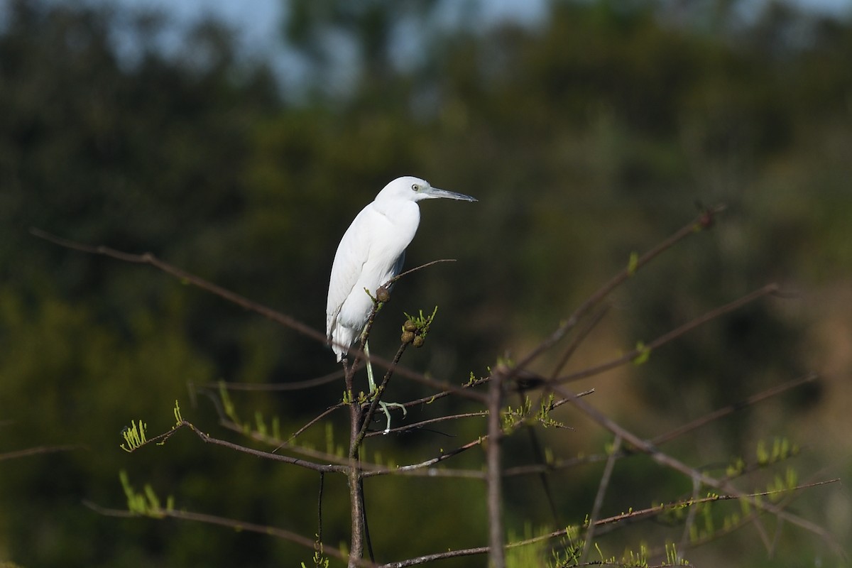 Little Blue Heron - ML643763345