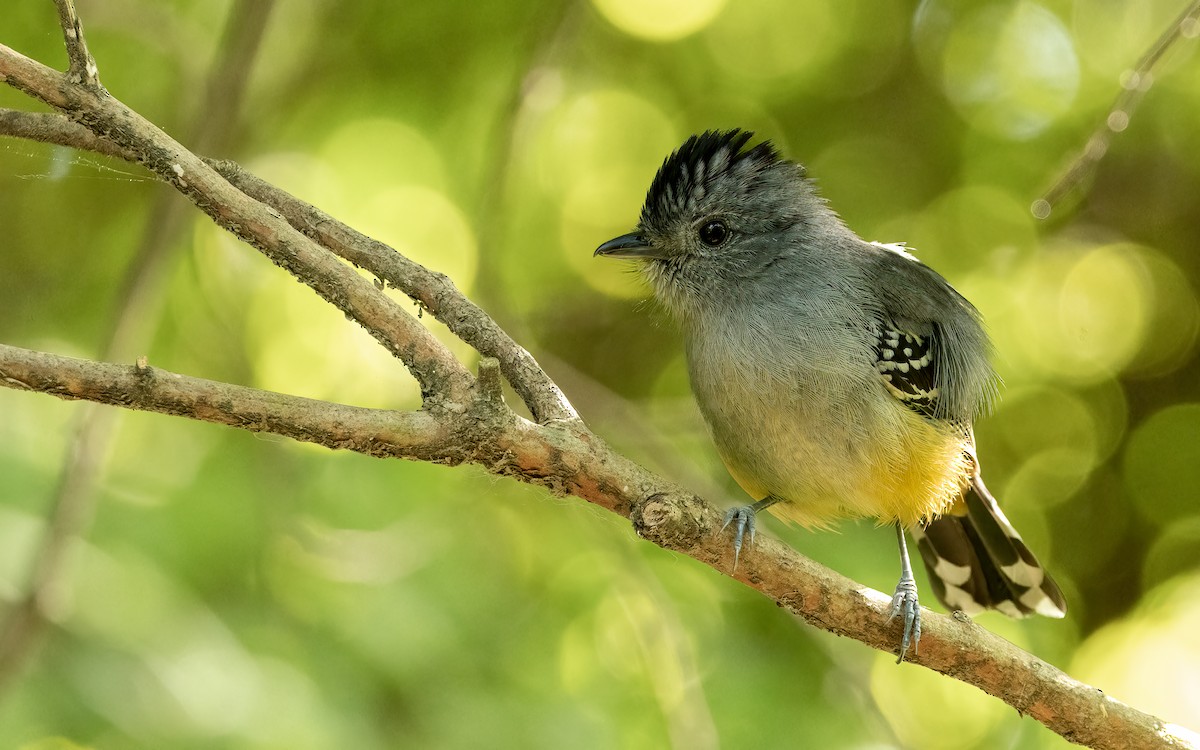 Variable Antshrike - ML643763350
