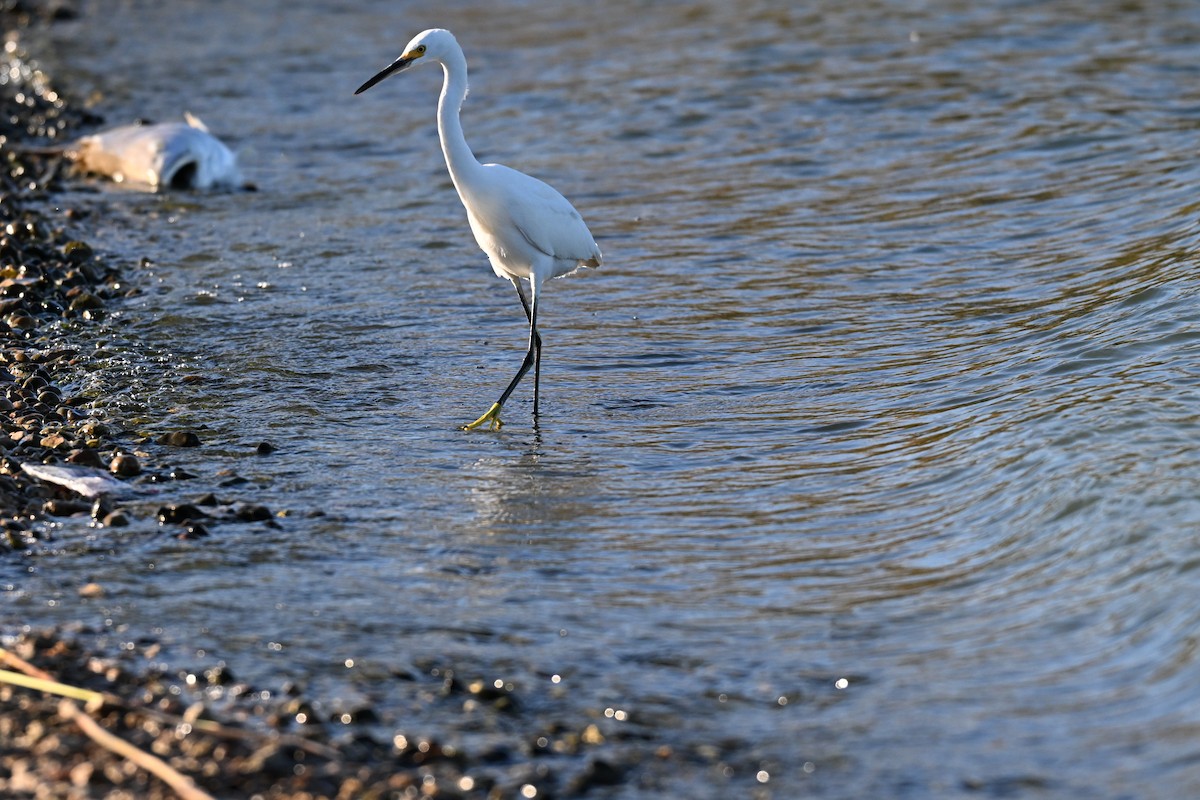 Snowy Egret - ML643763351