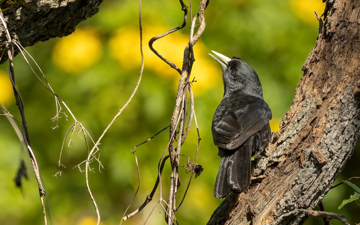 Solitary Black Cacique - ML643763362