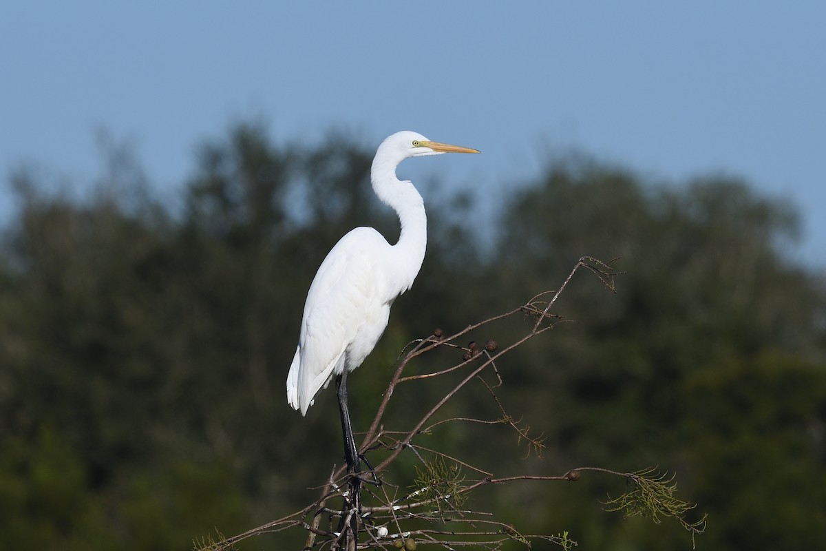 egretthegre - ML643763365
