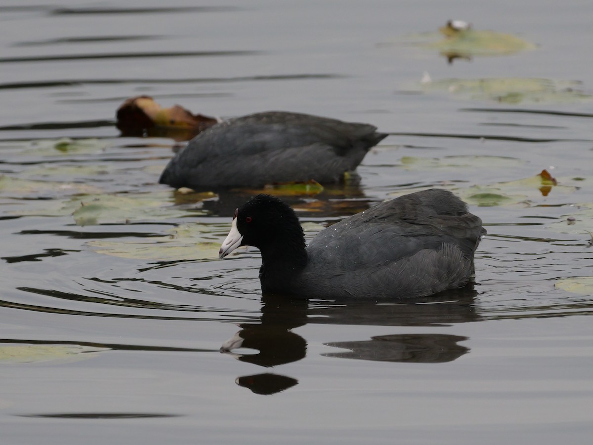 American Coot (Red-shielded) - ML643763370
