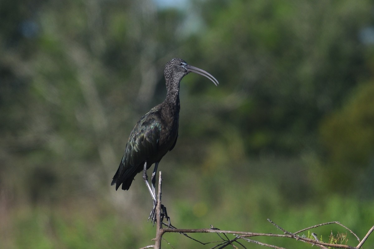 bronseibis - ML643763371