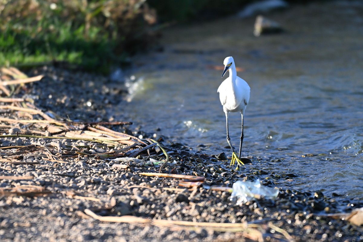 Snowy Egret - ML643763373