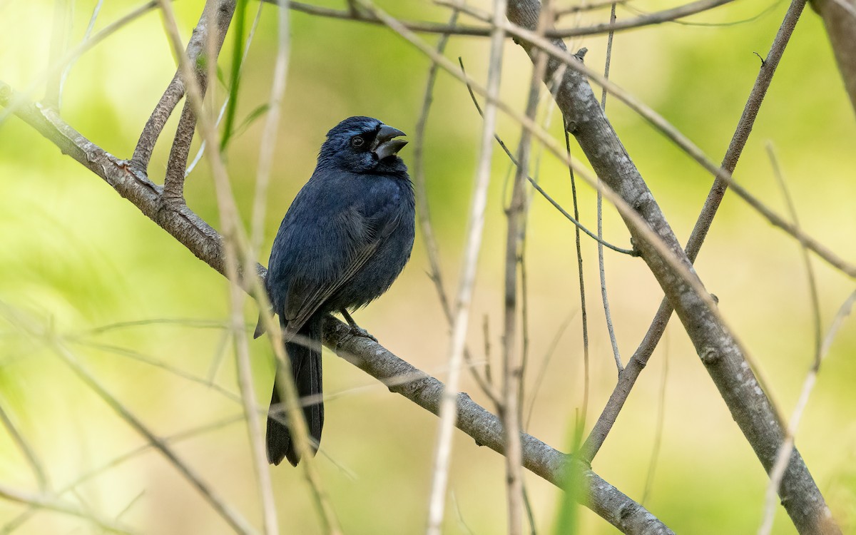 Ultramarine Grosbeak - ML643763380