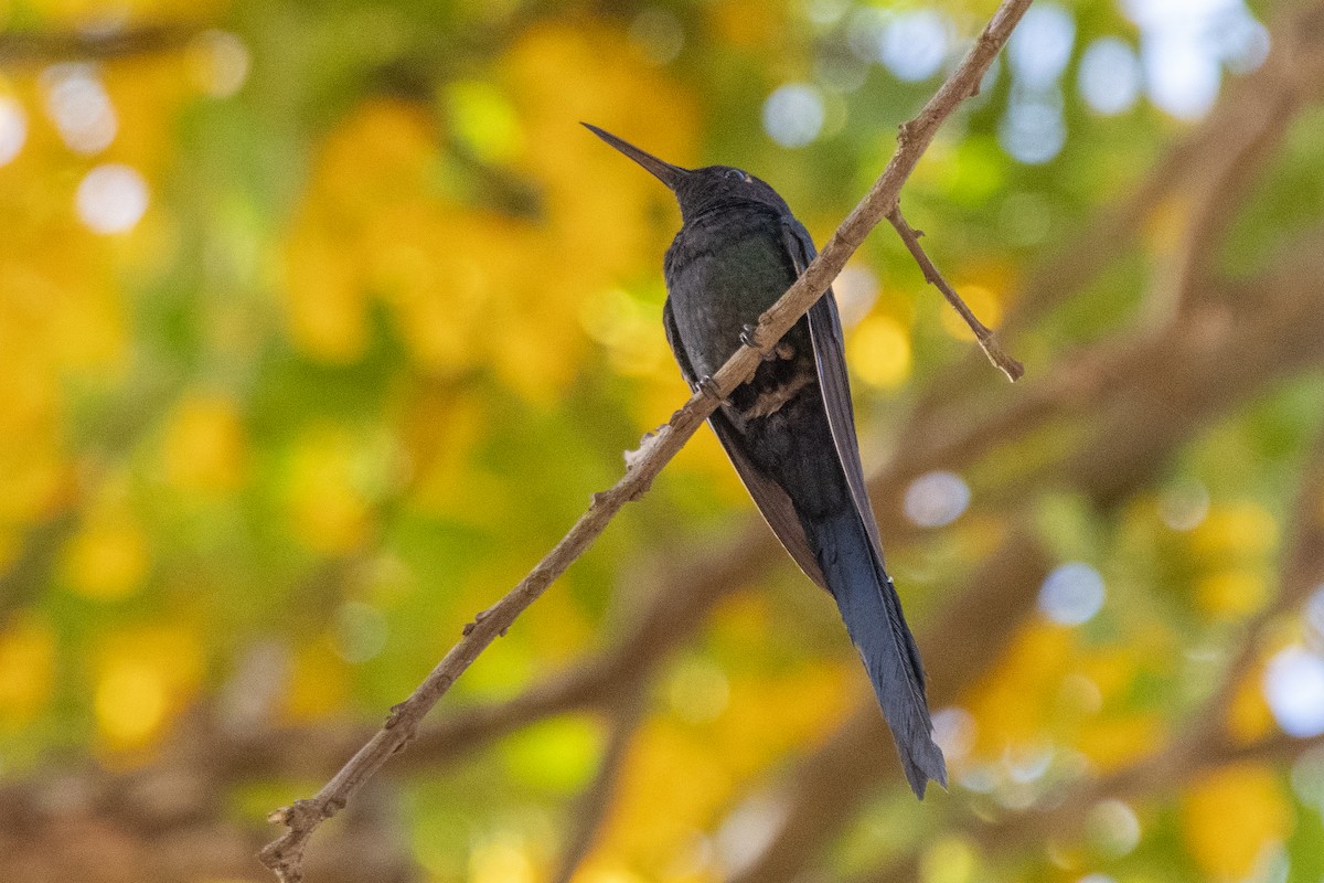 Swallow-tailed Hummingbird - ML643763383