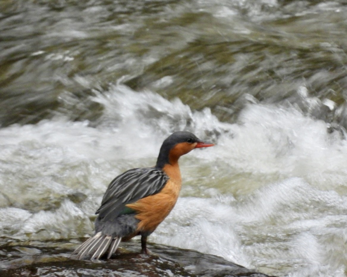 Torrent Duck - ML643763385