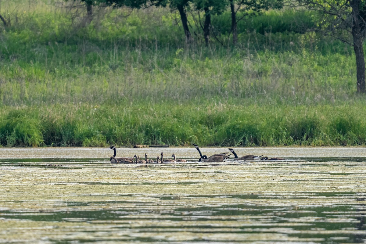 Canada Goose - ML643763393
