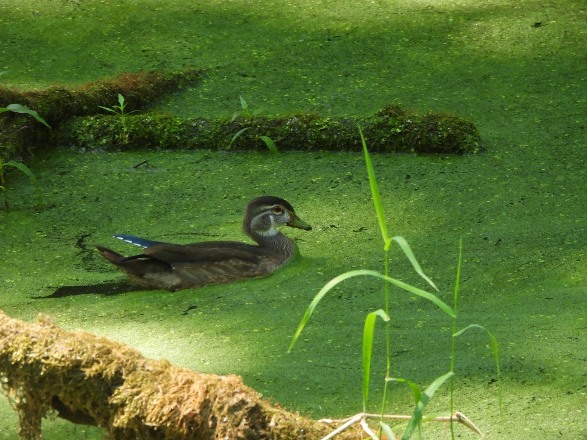 Wood Duck - ML643763396