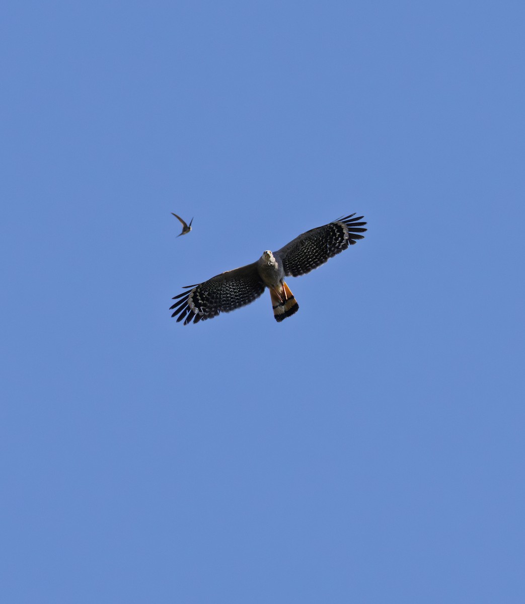 Crane Hawk - ML643763405