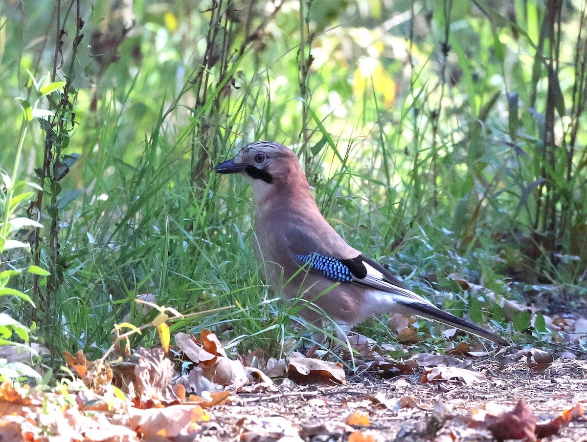 Eurasian Jay - ML643763408