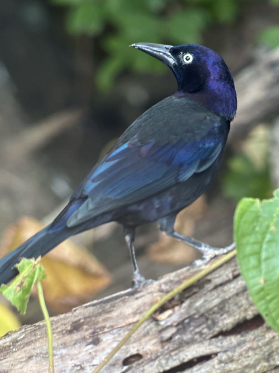 Common Grackle - ML643763432
