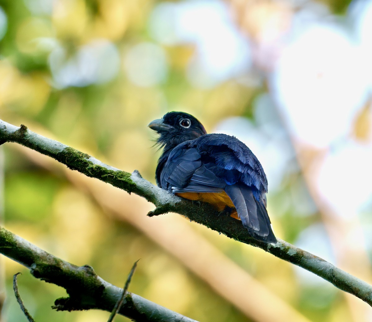 Green-backed Trogon - ML643763433